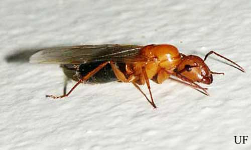 Female alate (reproductive) of the Florida carpenter ant, Camponatus floridanus (Buckley).