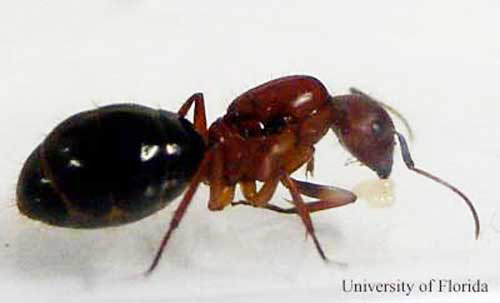 Florida carpenter ant, Camponotus floridanus (Buckley), dealate queen tending brood. A dealate is a reproductive that has shed its wings. The adults that emerge from this brood will be small ants called minums, and they take over the queen's brood-tending functions so she can concentrate on laying eggs. The brood that emerge after the minums should be normal sized worker ants.