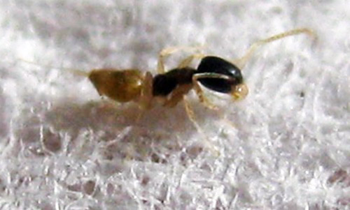 Worker of the ghost ant