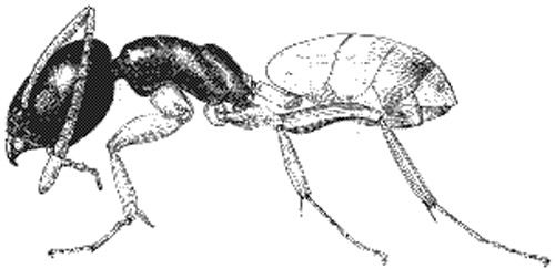 Ghost ant worker, lateral view.