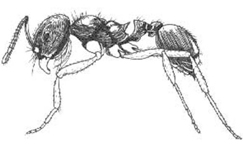 Harvester ant worker, Pogonomyrmex badius (Latreille).