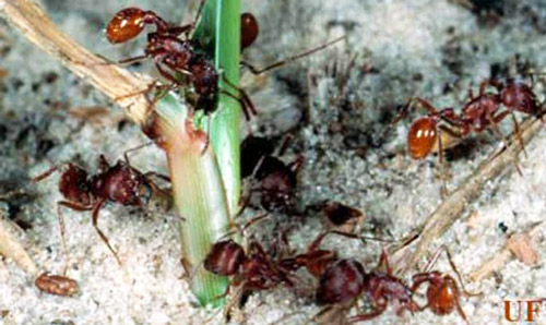 Foraging Florida harvester ants, Pogonomyrmex badius (Latreille). 