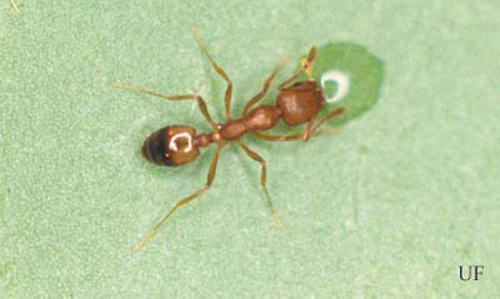 Dorsal view of a Pharaoh ant worker, Monomorium pharaonis (Linnaeus), feeding on bait. 