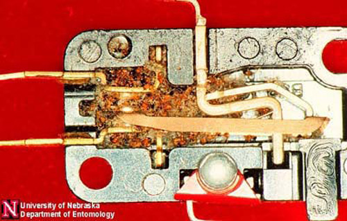 Pharaoh ants, Monomorium pharaonis (Linnaeus), in an electrical switch mechanism. 
