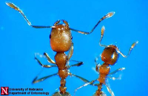 A comparison of the heads of workers of the Pharaoh ant (left), Monomorium pharaonis (Linnaeus), and the thief ant (right), Solenopsis molesta (Say). 