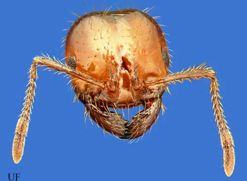 Head of a worker of the red imported fire ant, Solenopsis invicta Buren. 
