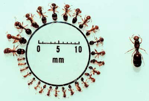 Worker size range of the red imported fire ant, Solenopsis invicta Buren. 