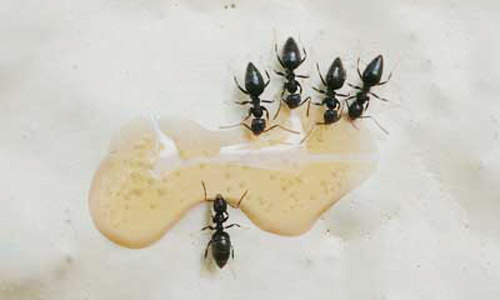White-footed ants, Technomyrmex difficilis Forel, feeding on soda droplet.