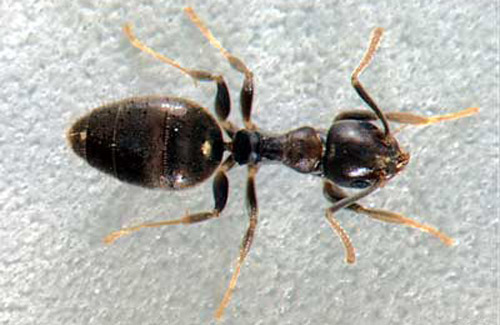Worker of the white-footed ant, Technomyrmex difficilis Forel.