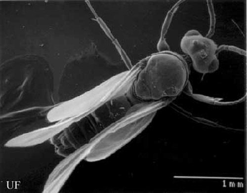 Scanning Electron Micrograph of a white-footed ant male alate, Technomyrmex difficilis Forel.
