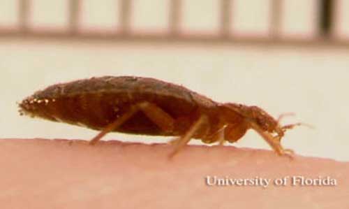 Lateral view of an adult bed bug, Cimex lectularius Linnaeus. 