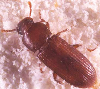 Dorsal view of an adult red flour beetle, Tribolium castaneum (Herbst) (left); and an adult confused flour beetle, Tribolium confusum Jacquelin du Val (right).