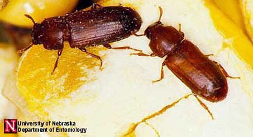 Adults of the confused flour beetle, Tribolium confusum Jacquelin du Val, shown on a kernel of corn. 