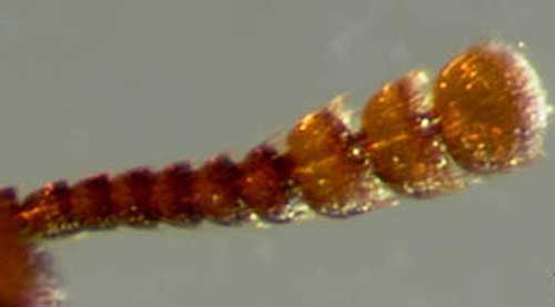 Three-segmented antennal club of the adult red flour beetle, Tribolium castaneum (Herbst).