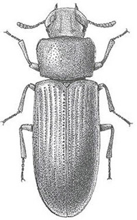 Comparison of adults of the red flour beetle (left), Tribolium castaneum (Herbst) and the confused flour beetle (right), Tribolium confusum (duVal). The antenna of the red flour beetle ends in a 3-segmented club and the sides of the thorax are slightly curved. The confused flour beetle has no apparent club on the antennae and the sides of the thorax are straighter.