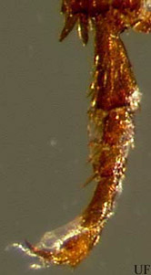 The front (left), middle (middle) and hind (right) legs of the red flour beetle, Tribolium castaneum (Herbst), showing the 5-5-4 tarsal formula. The confused flour beetle, Tribolium confusum Jacquelin du Val, has the same tarsel formula. 
