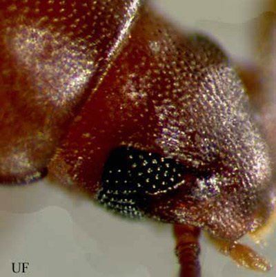 The head of a red flour beetle, Tribolium castaneum (Herbst), showing the notched eye. The confused flour beetle, Tribolium confusum Jacquelin du Val, also has the notched eye. 