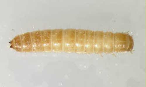 Larva of a flour beetle, Tribolium sp. 