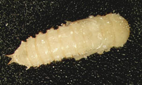 Pupa of a flour beetle, Tribolium sp. 