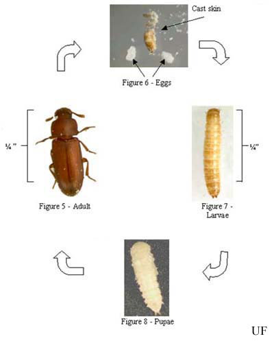 Life cycle of a flour beetle, Tribolium sp. 