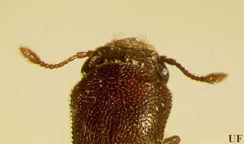 This Lyctus beetle's head is prominent and is not covered by the pronotum, a characteristic of the subfamily Lyctinae (family Bostrichidae). The antennae have 11 segments, and the last two segments are broadened into a terminal club. Adult lyctine beetles closely resemble flour beetles, but they can be distinguished by the two-segmented club (flour beetles have a three-segmented club). 