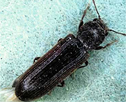 Adult female southern lyctus beetle, Lyctus planicollis LeConte. Typically, adults are 2 to 7.5 mm long. 