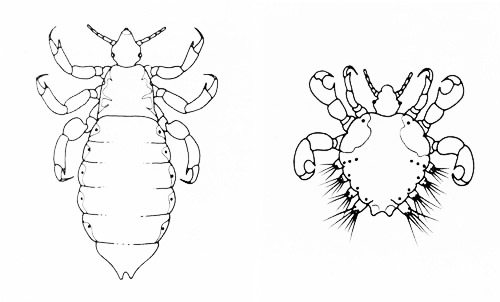 Head louse (left) and crab louse (right).