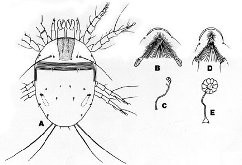 Dermatophagoides spp. A) Dorsum of D. Farinae Hughes. B) Female genital opening. C) Bursa copulatrix and seminal receptacle D) D. pteronyssinus (Trouessart) female genital opening. E) Bursa copulatrix and seminal receptacle.