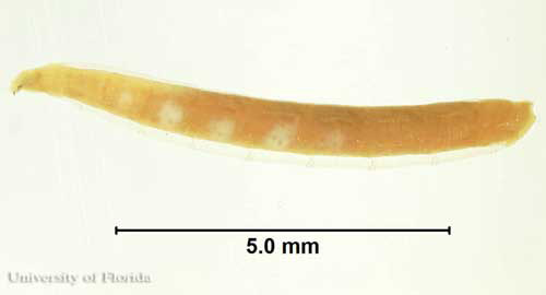 Larva of the cheese skipper, Piophila casei Linnaeus. 