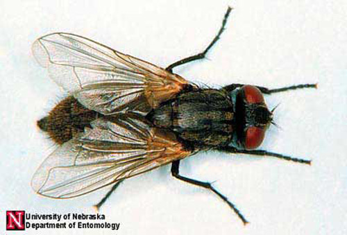 Adult house fly, Musca domestica Linnaeus.
