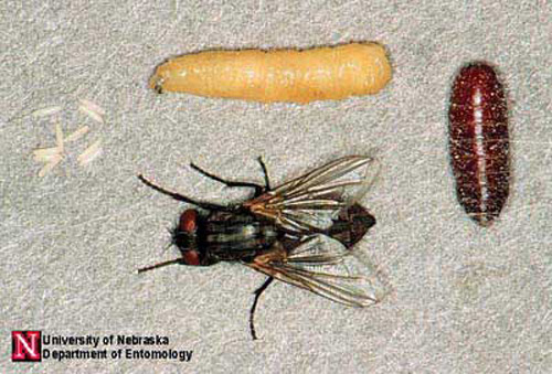 Life cycle of the house fly, Musca domestica Linnaeus. Clockwise from upper left: eggs, larva, pupa, adult.