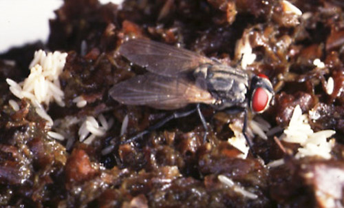 Adult and eggs of the house fly, Musca domestica Linnaeus. 