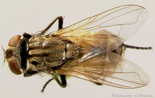 Adult house fly, Musca domestica Linnaeus. 