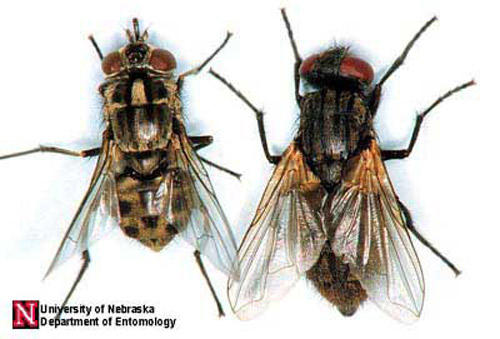 A dorsal comparison of adult stable fly, Stomoxys calcitrans (Linnaeus) (left), and house fly, Musca domestica Linnaeus (right).