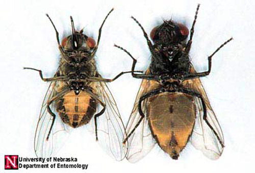 A ventral comparison of adult stable fly, Stomoxys calcitrans (Linnaeus) (left), and house fly, Musca domestica Linnaeus (right). 