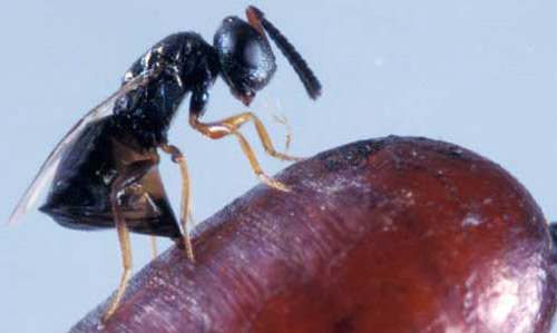 Muscidifurax raptor wasp on a fly puparium. Once the female chooses a suitable puparium host, she lays a single egg in it. The egg hatches, and the wasp larva feeds on the fly pupa. 