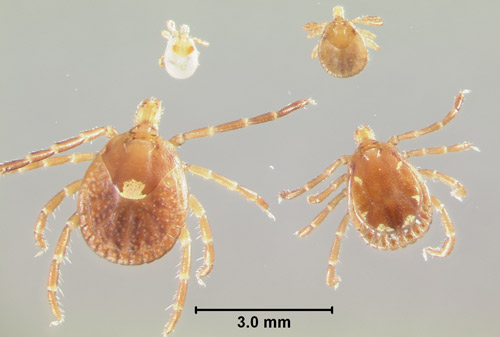 Life stages of lone star ticks, Amblyomma americanum (Linnaeus), from top left clockwise; larva, nymph, adult male, adult female.