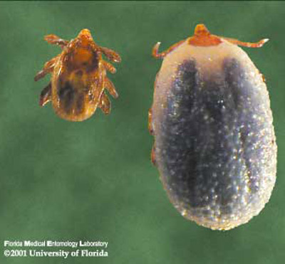 Unengorged or flat (left) and blood-fed engorged (right) brown dog tick, Rhipicephalus sanguineus Latreille nymphs. The increased size results from ingesting a large volume of blood. Photograph by James Newman, University of Florida.