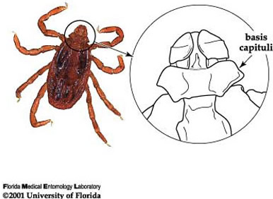 Hexagonal basis capituli, an identifying characteristic for the brown dog tick, Rhipicephalus sanguineus Latreille. Photograph and drawing by James Newman, University of Florida.