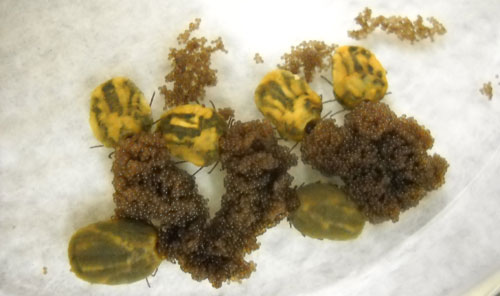 Six brown dog ticks, Rhipicephalus sanguineus Latreille, females laying eggs. Photograph by Amanda L. Eiden, University of Florida.