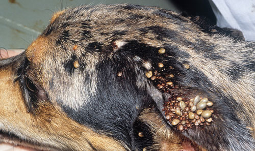 Brown dog ticks, Rhipicephalus sanguineus Latreille, on dog. Photograph by Jerry Butler, University of Florida