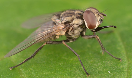 stable fly - Stomoxys calcitrans