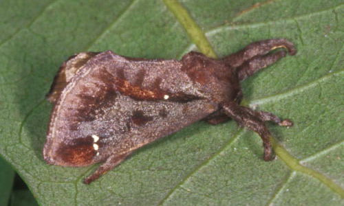 Adult stage of the saddleback caterpillar, Acharia stimulea (Clemens), showing the white dots on the wings.