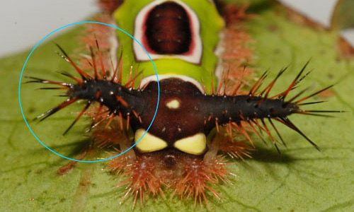 Close up of urticating spines of the saddleback caterpillar, Acharia stimulea (Clemens) larva, on blueberry.
