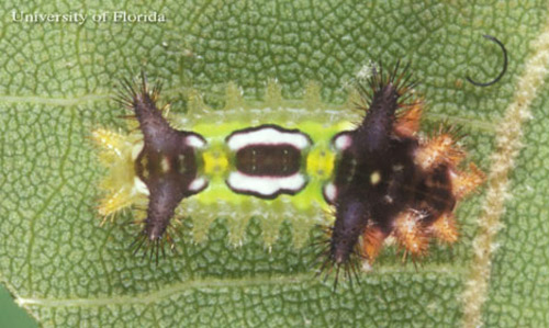 Middle instar larvae of the saddleback caterpillar, Acharia stimulea (Clemens).
