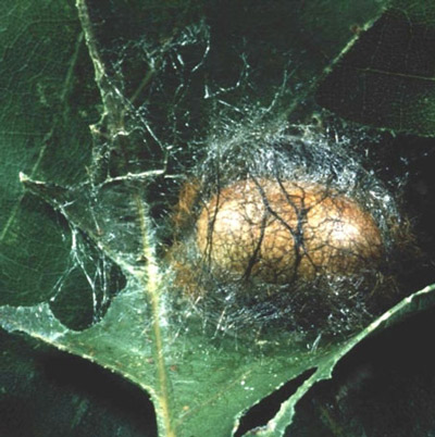 Cocoon of the saddleback caterpillar, Acharia stimulea (Clemens).