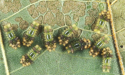 Example of middle instar saddleback caterpillars, Acharia stimulea (Clemens), feeding in 'windows' on underside of leaf.