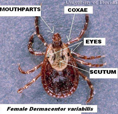 Dorsal view of adult female American dog tick, Dermacentor variabilis (Say), with body parts marked. 