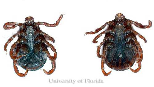 Ventral view of American dog ticks, Dermacentor variabilis (Say), with male on left, and female on right. 