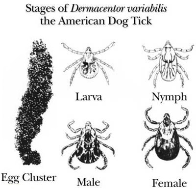 Life cycle of the American dog tick, Dermacentor variabilis (Say).